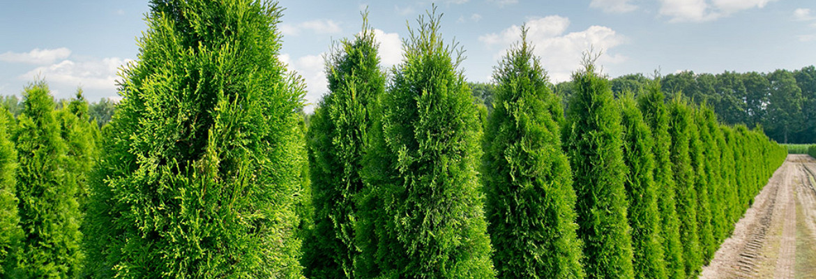 Leuveld | Hinrichs | Huelsmann Bomen en planten